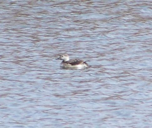 Long-tailed Duck - ML20921931