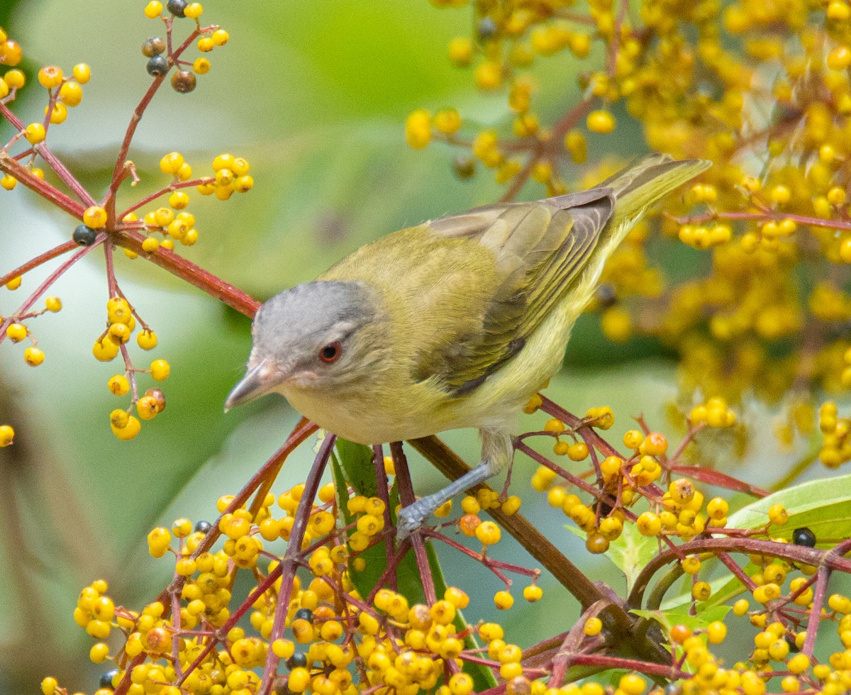 Yellow-green Vireo - ML209219551