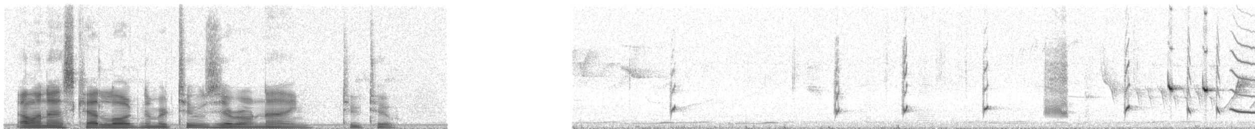 Banded Wren - ML20922