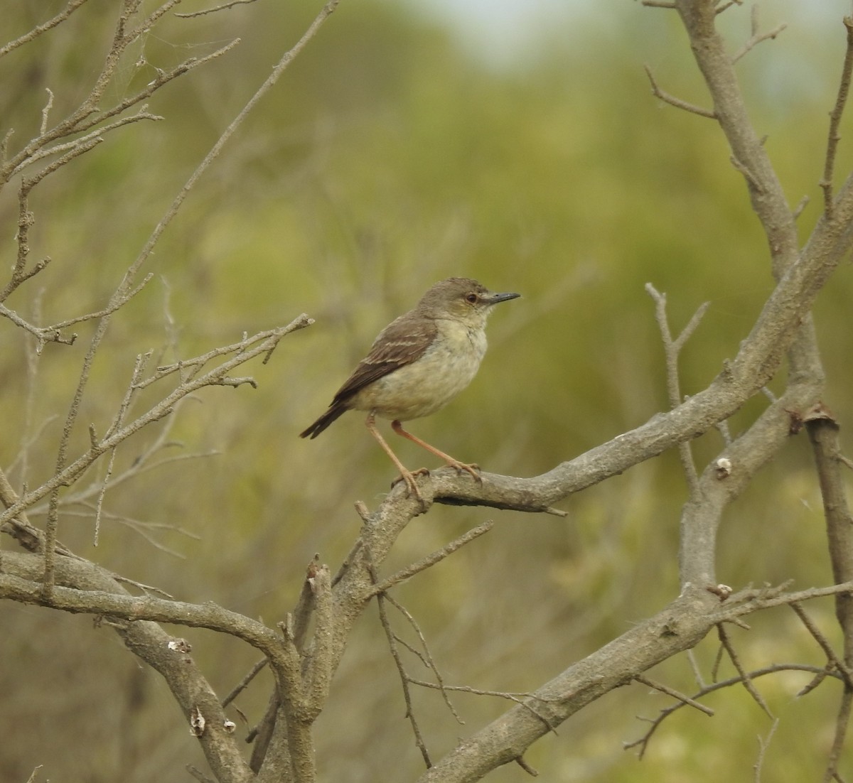 Short-tailed Field Tyrant - ML209220021