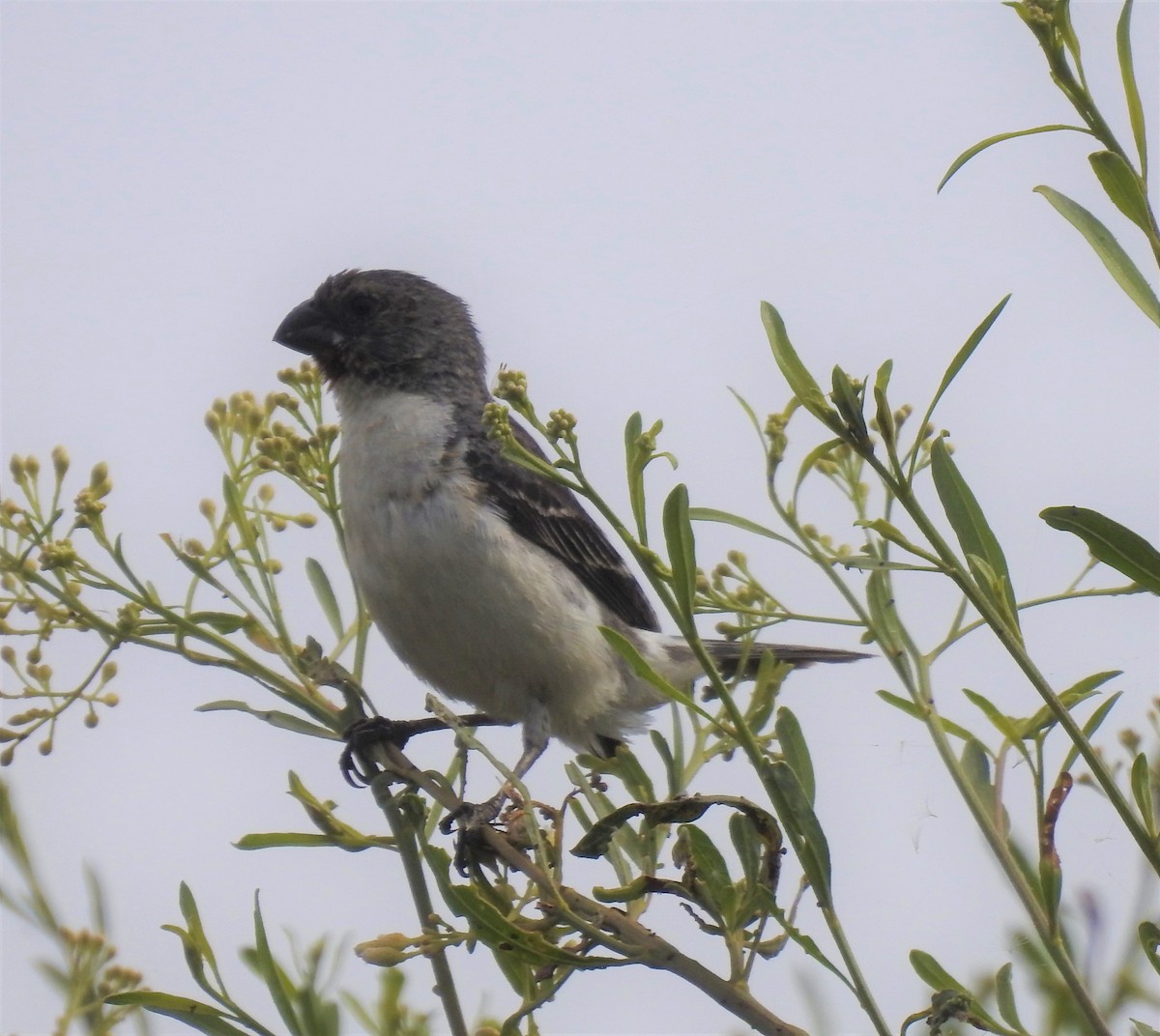 Chestnut-throated Seedeater - Ernesto Málaga Arenas - GAP