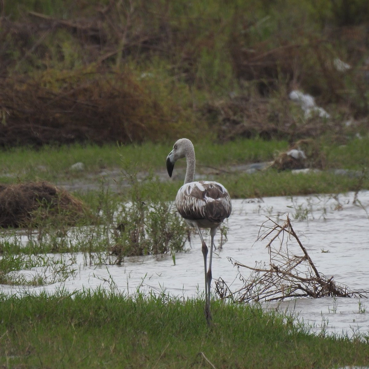 Chilean Flamingo - ML209220491