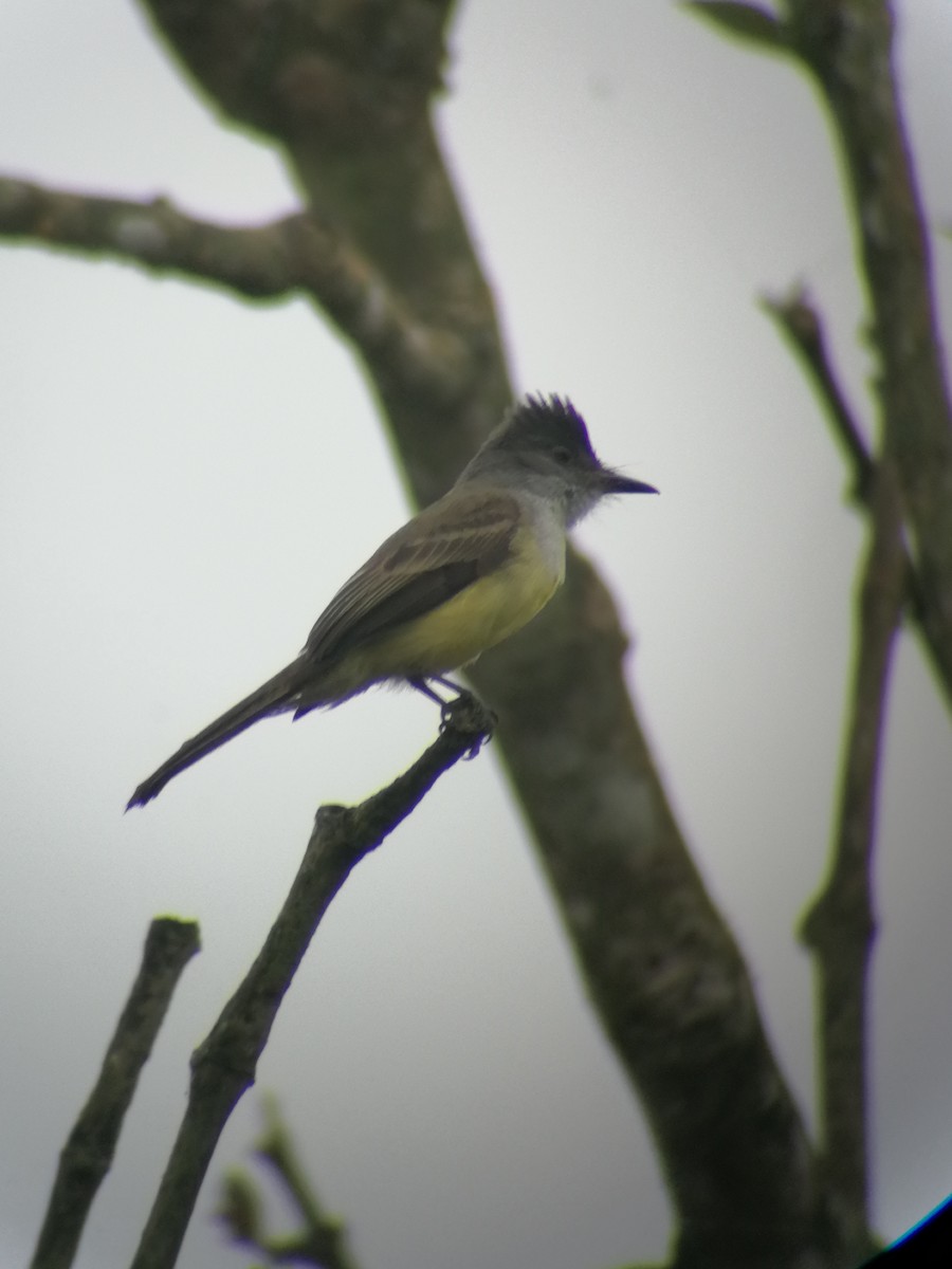 Dusky-capped Flycatcher - ML209221441