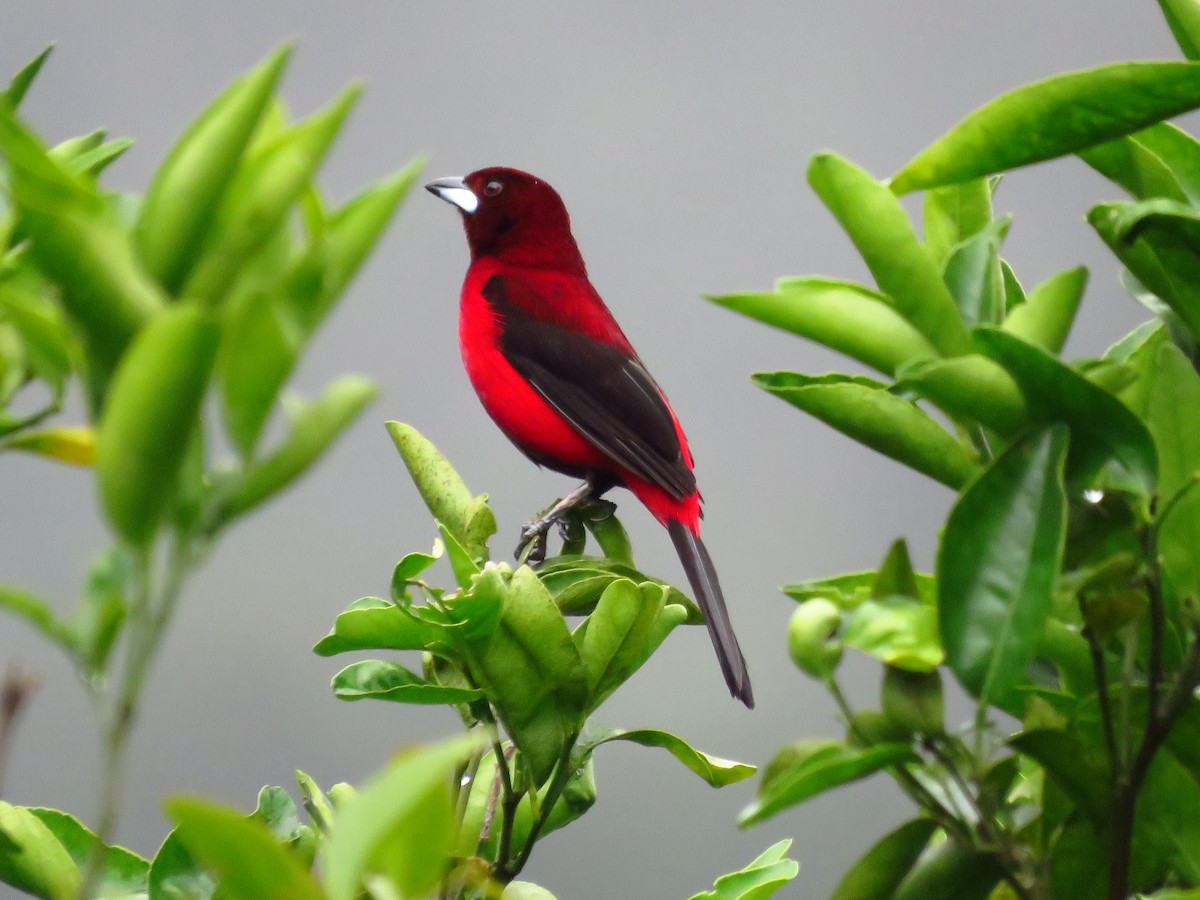 Crimson-backed Tanager - Yasmin Cerrud Henríquez