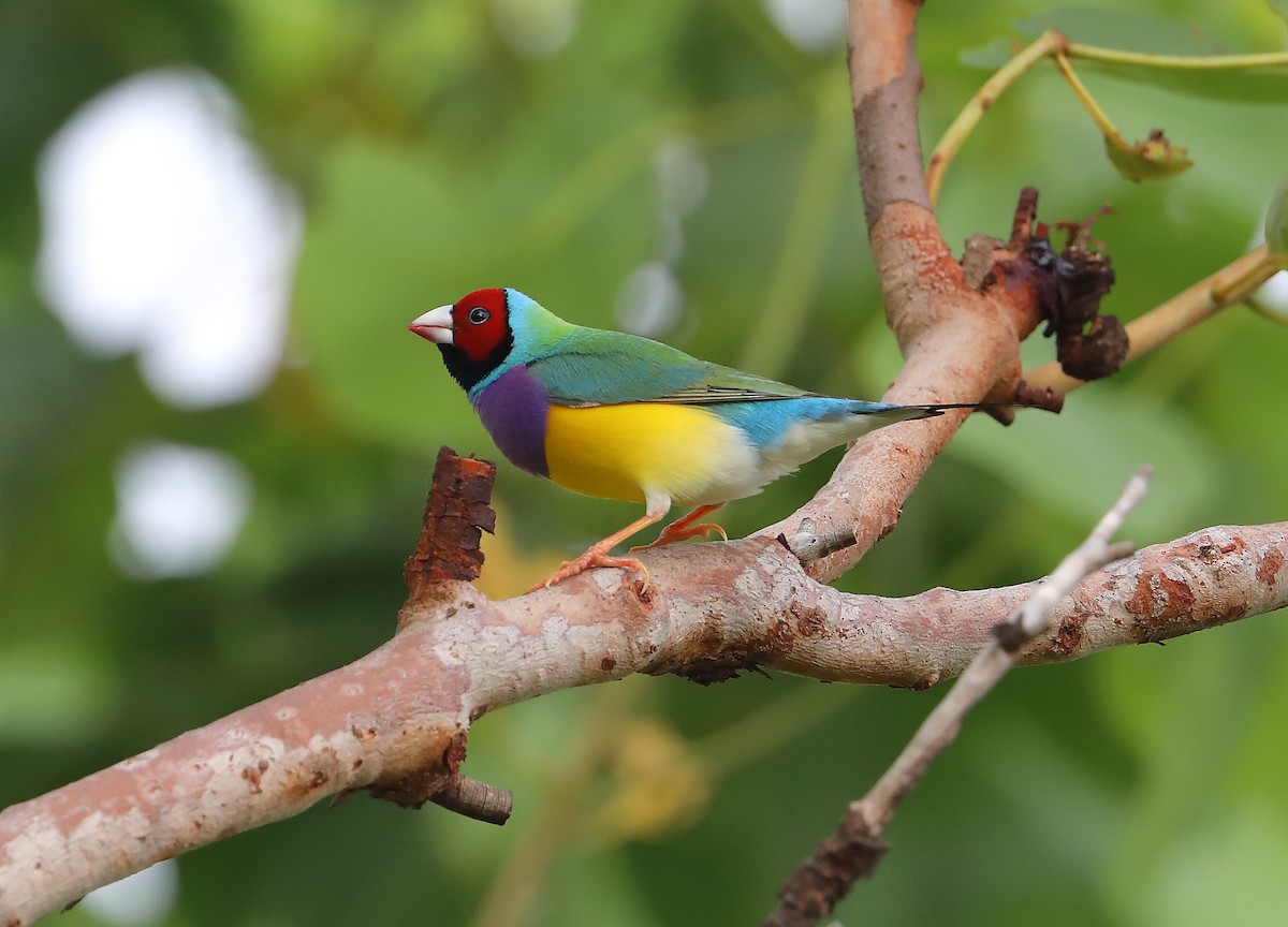 Gouldian Finch - ML209224631