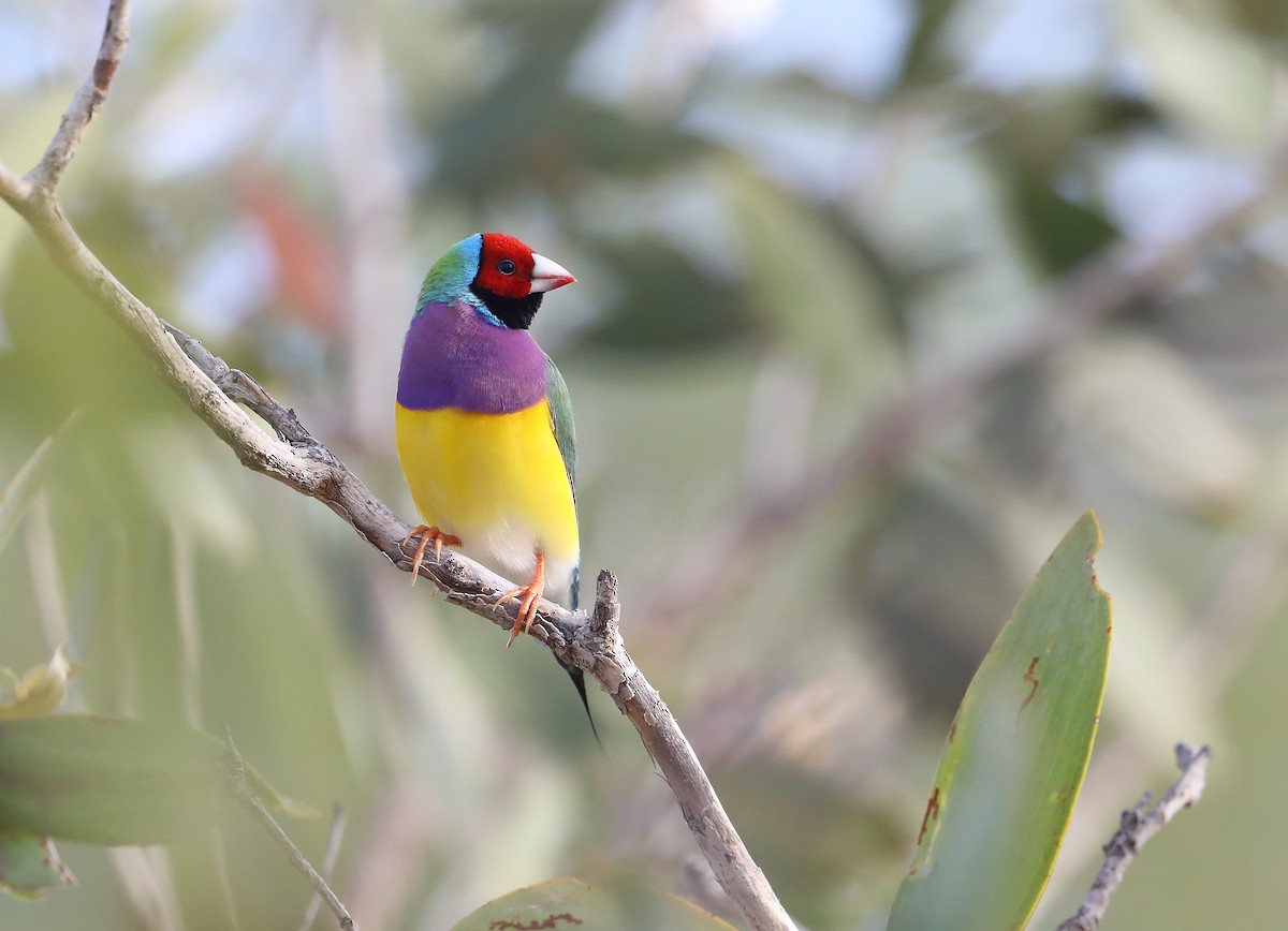 Gouldian Finch - ML209224661