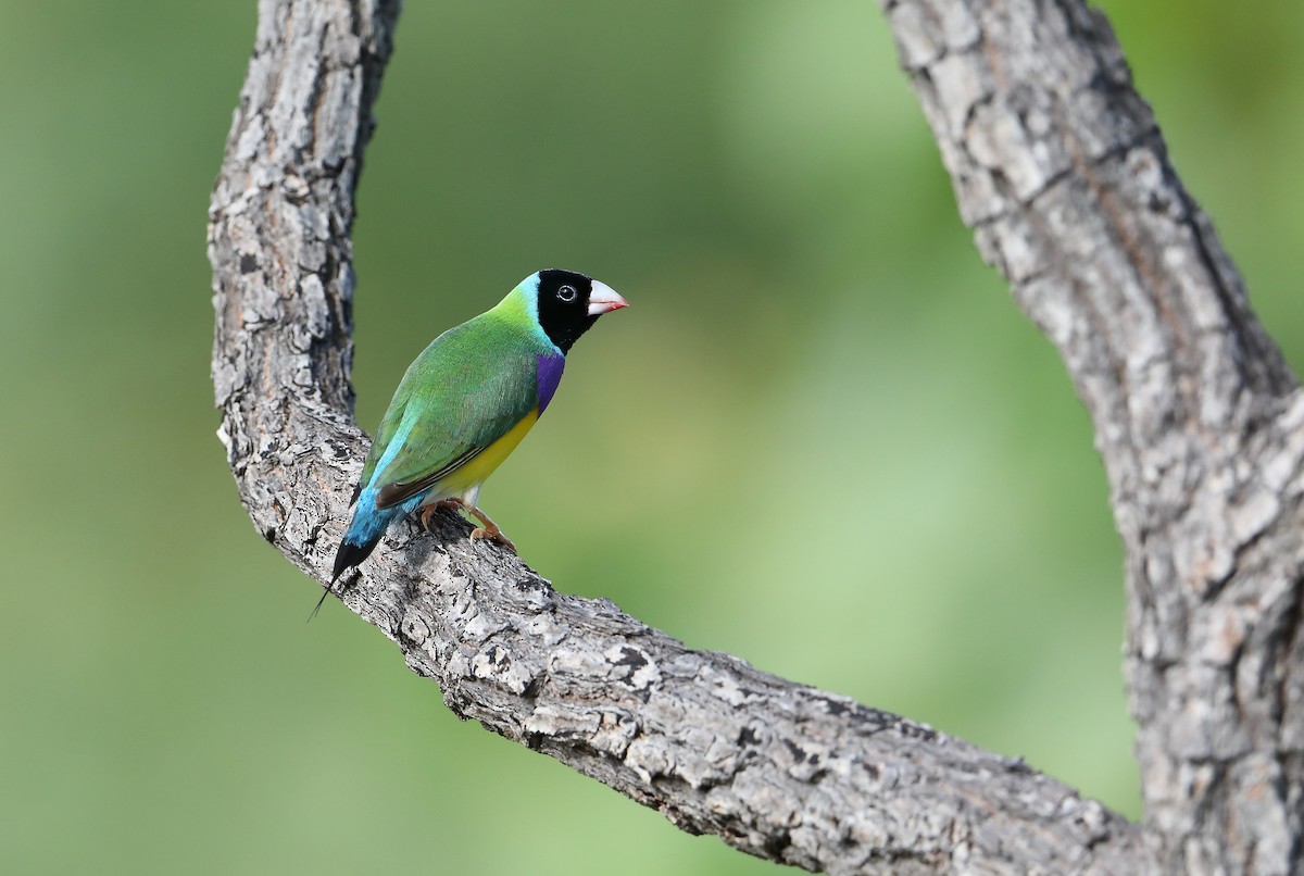 Gouldian Finch - ML209224691