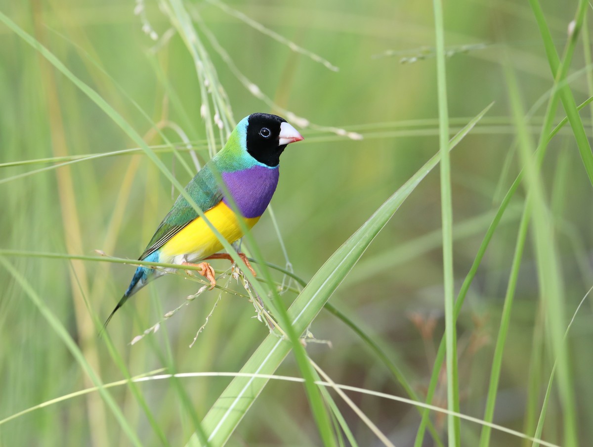 Gouldian Finch - ML209224711