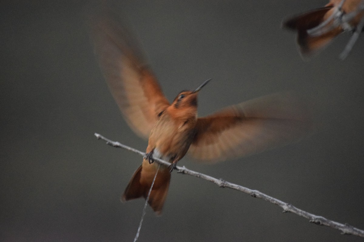 Rostkolibri - ML209224971