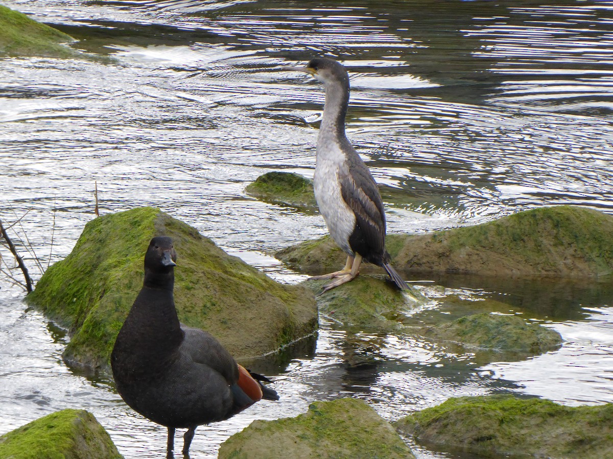 Cormoran moucheté - ML209225451