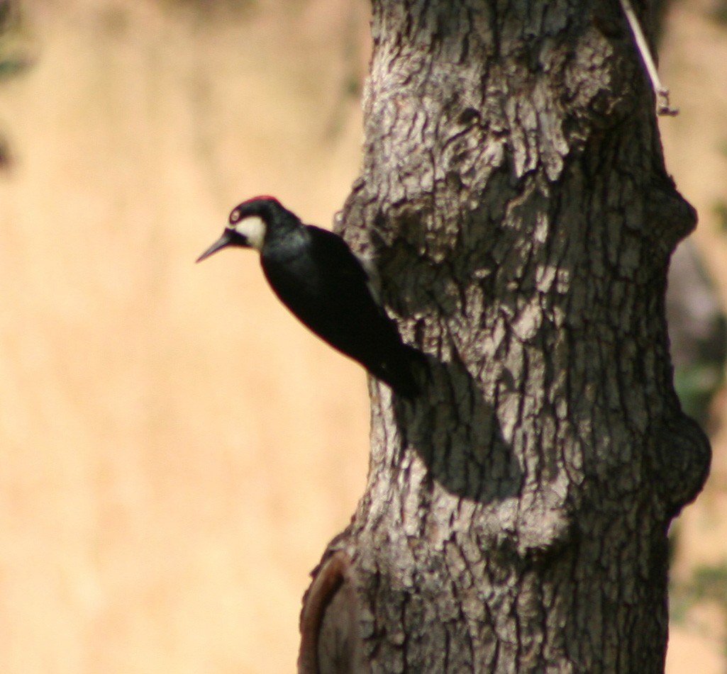 Acorn Woodpecker - ML209227161