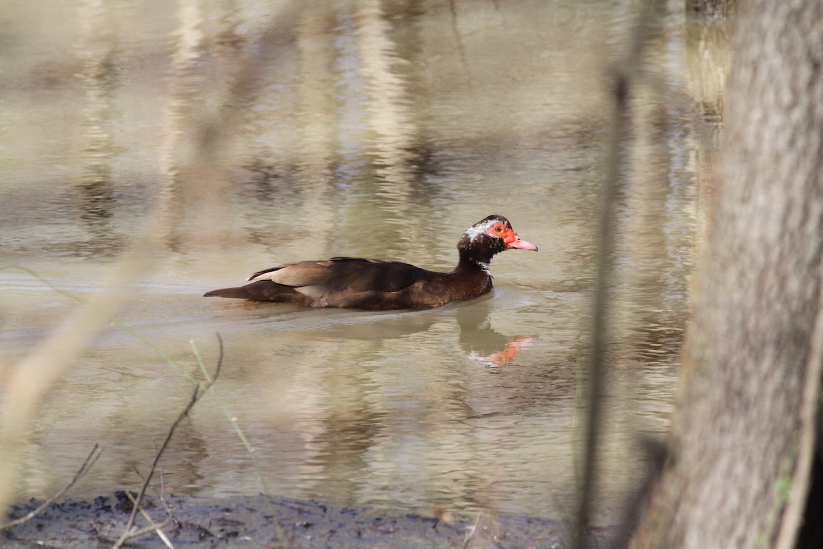 Muscovy Duck (Domestic type) - Cindy Franklin