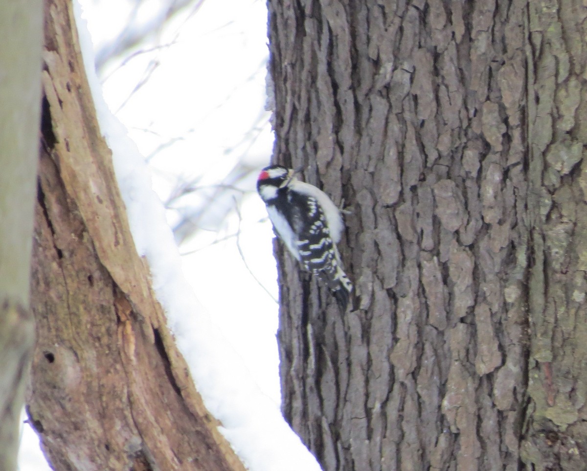 Downy Woodpecker - ML209228251