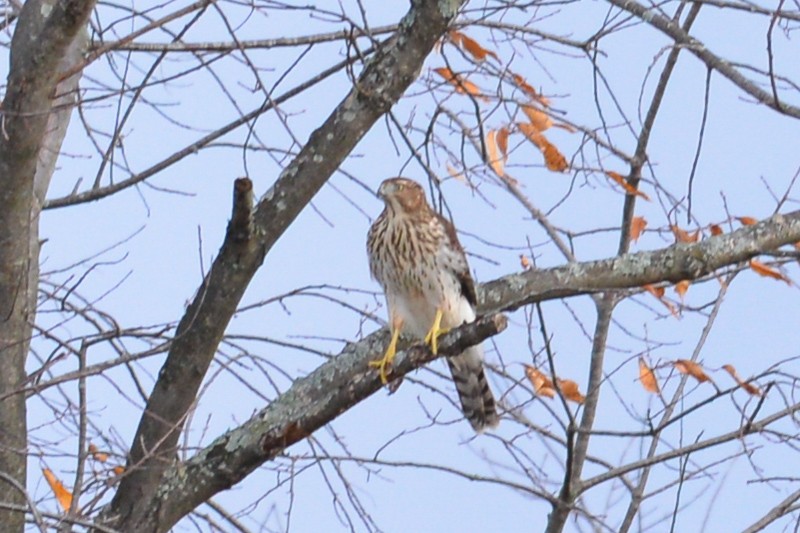 Cooper's Hawk - ML20922881