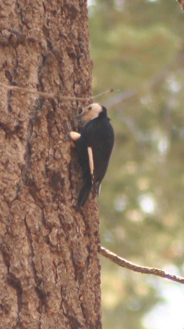 White-headed Woodpecker - Dan Fox