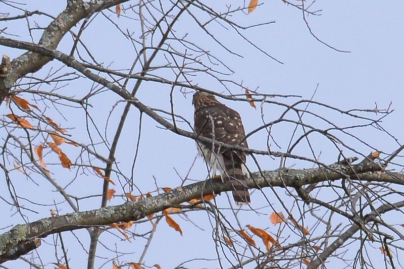 Cooper's Hawk - ML20922981