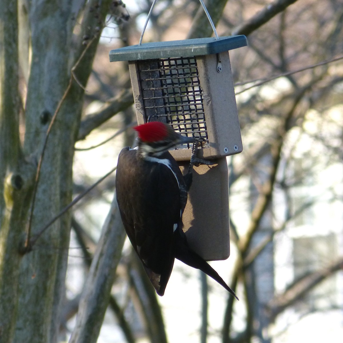 Pileated Woodpecker - ML209230881