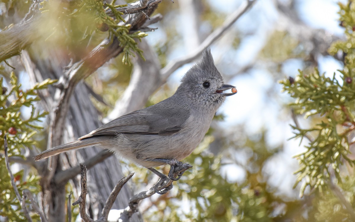 Juniper Titmouse - Jack Parlapiano