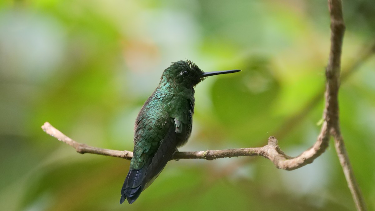 Violet-bellied Hummingbird - ML209236161