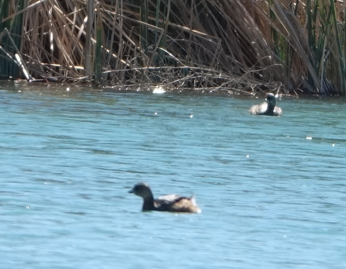 Pied-billed Grebe - ML209236691