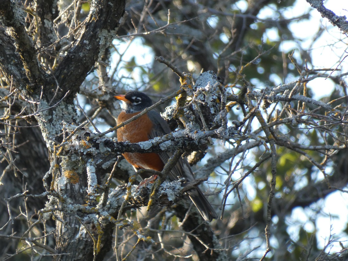 American Robin - ML209238321
