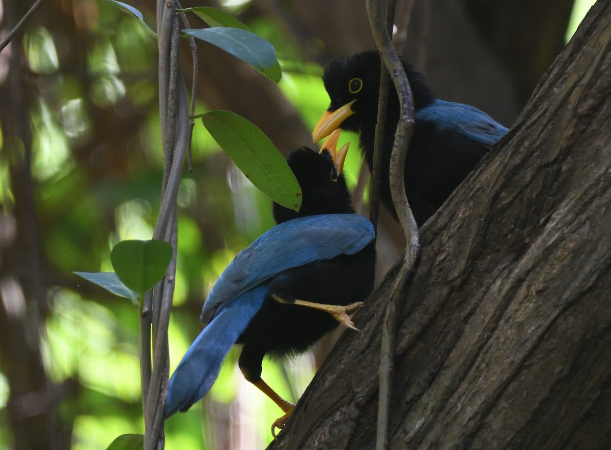 Yucatan Jay - Matthew Garvin