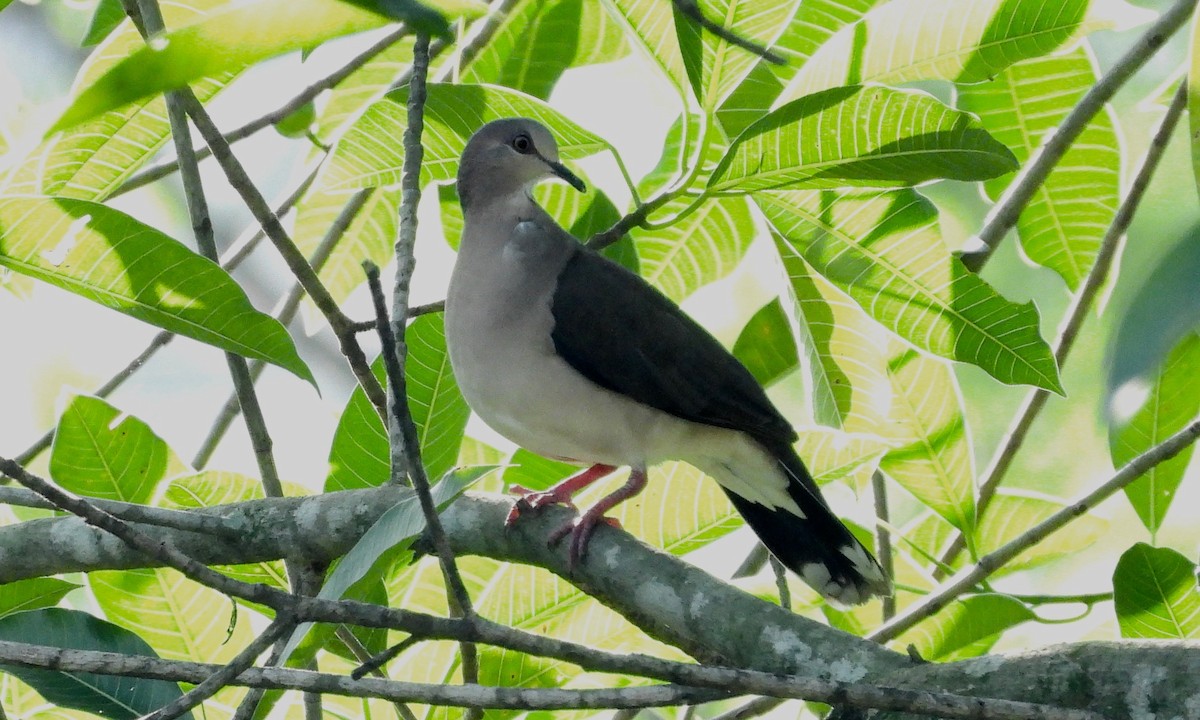 White-tipped Dove - ML209239141