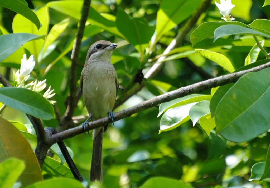 Ухаа дунхай - ML20924121