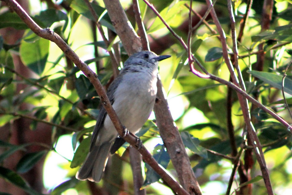 Gray Shrikethrush - Sam Adams