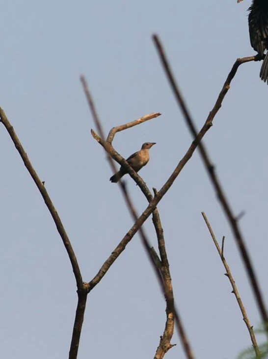 Rosy Starling - ML20924341