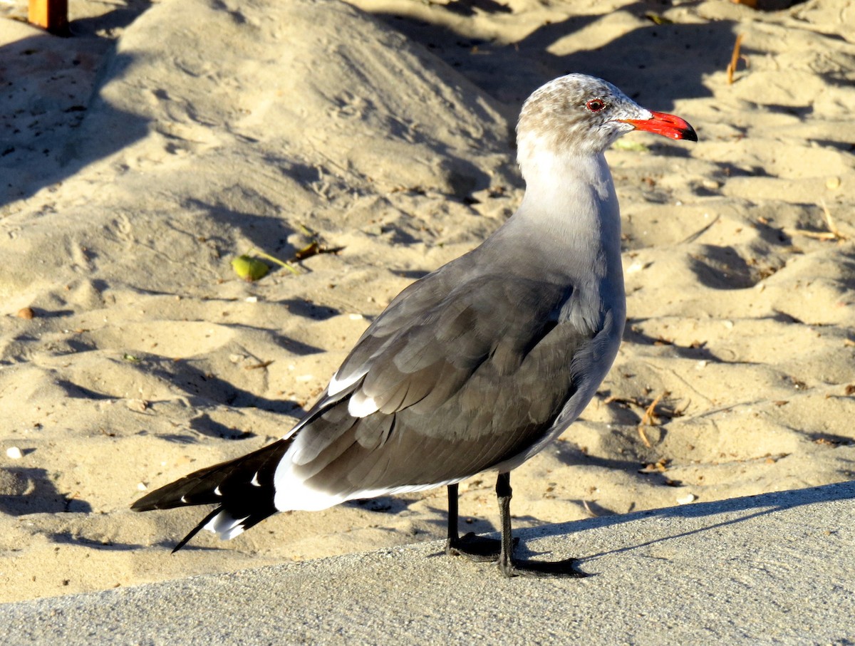 Heermann's Gull - Michael Bowen