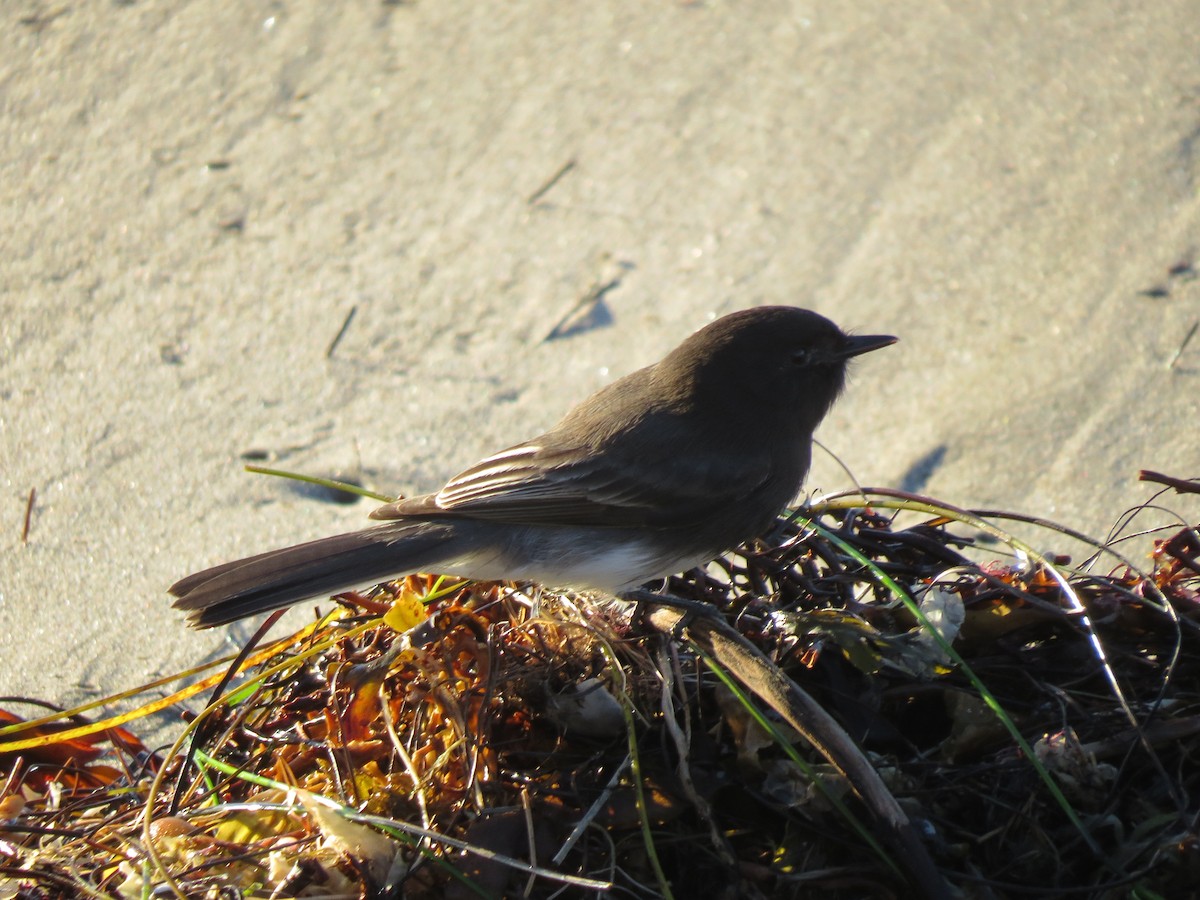 Black Phoebe - ML20924531