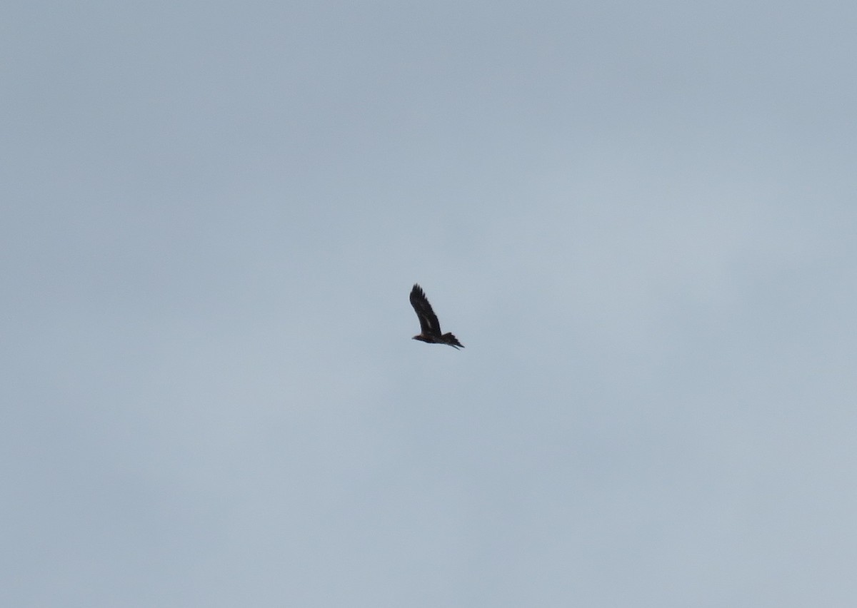 Wedge-tailed Eagle - ML20924781