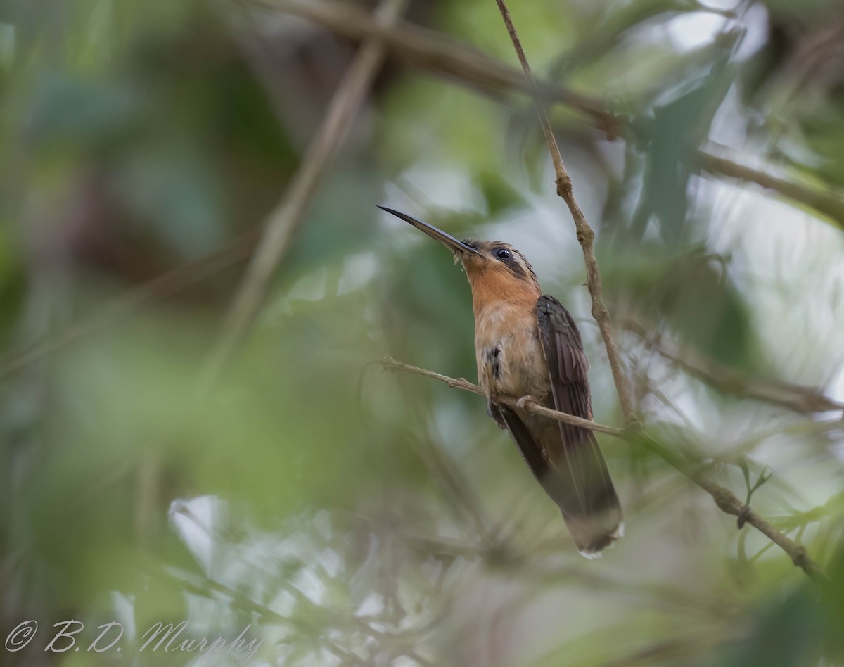 Hook-billed Hermit - ML209248031