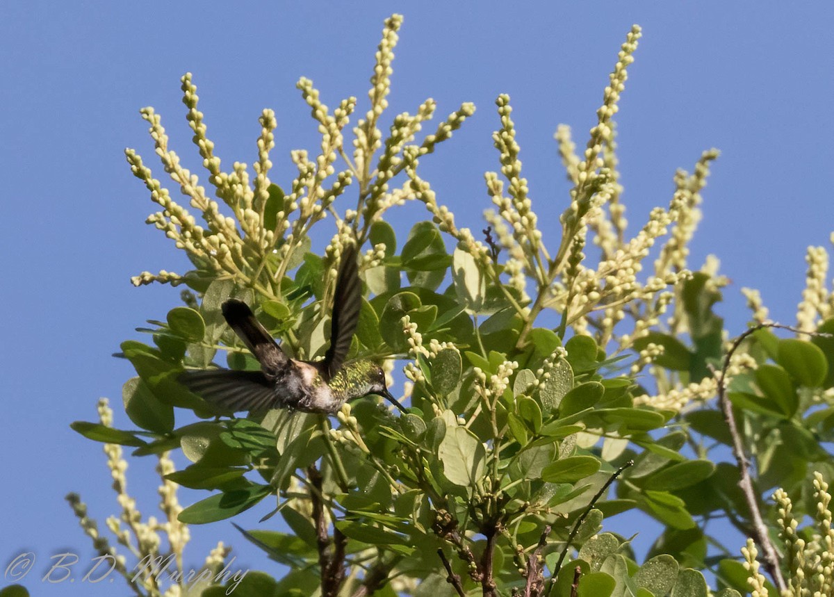 kolibřík pálkoocasý - ML209248051