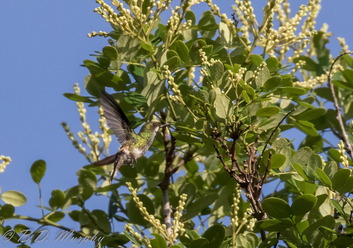 kolibřík pálkoocasý - ML209248061