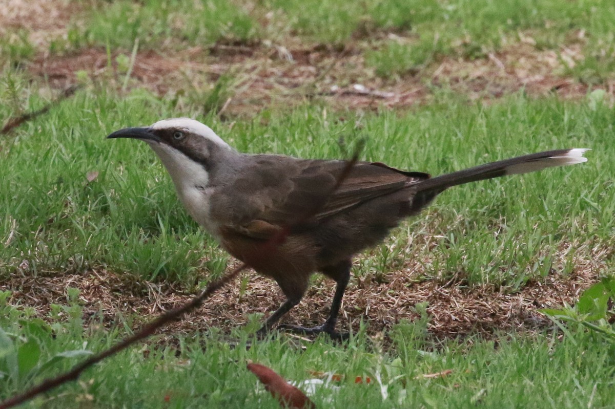 Gray-crowned Babbler - ML209251631