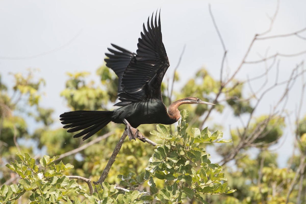 African Darter - Anonymous