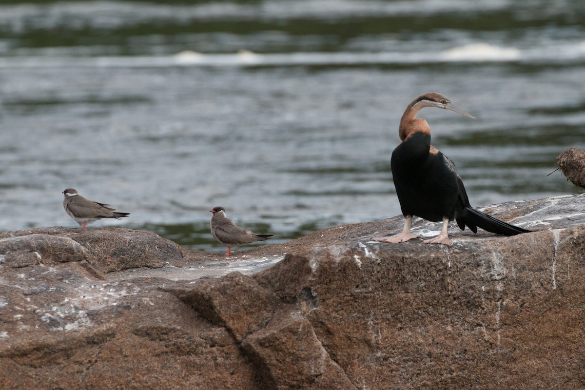 anhinga africká - ML209252631