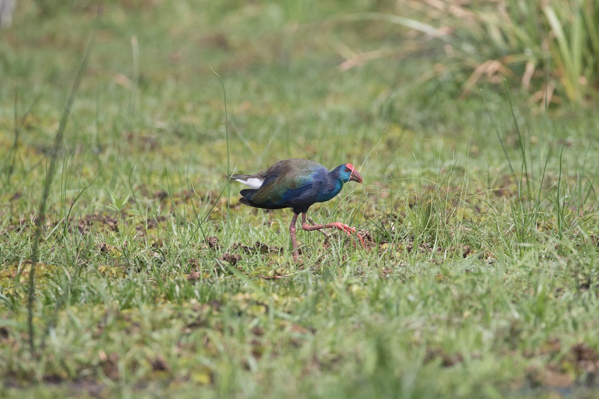 African Swamphen - Anonymous