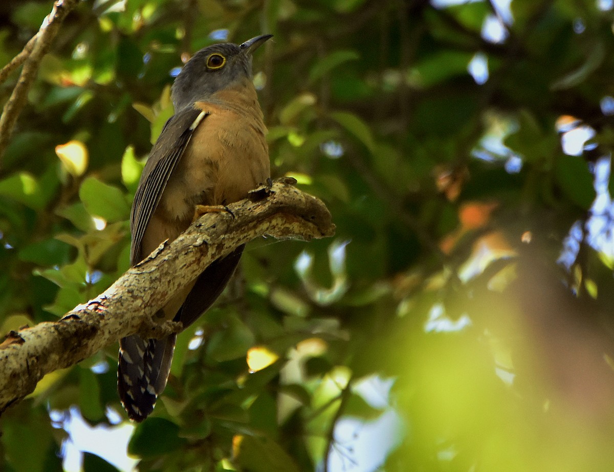 kukačka pískavá (ssp. sepulcralis/everetti) - ML209253821