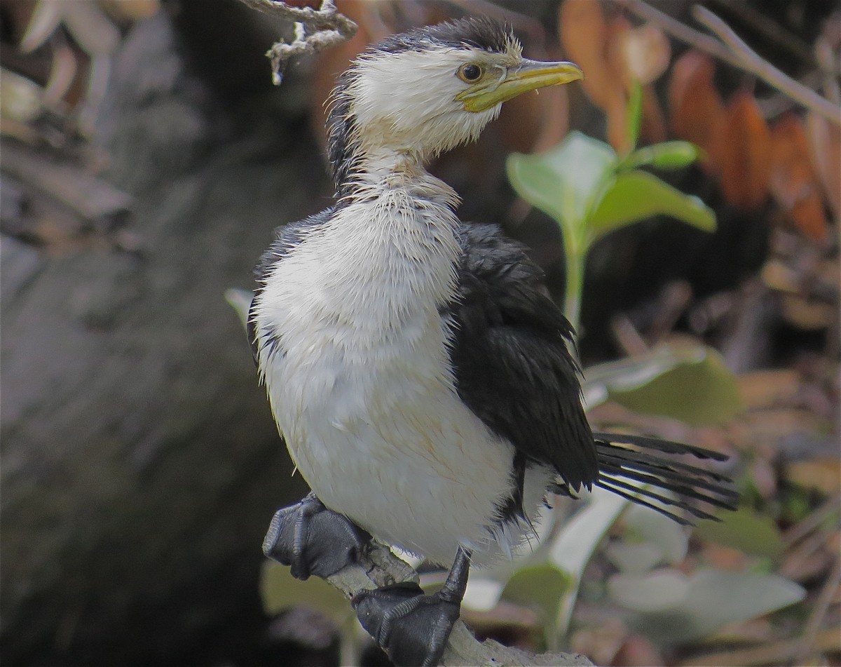 Little Pied Cormorant - ML209253921