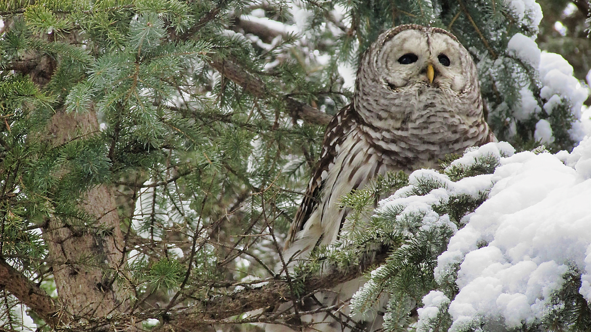 Barred Owl - ML209254761