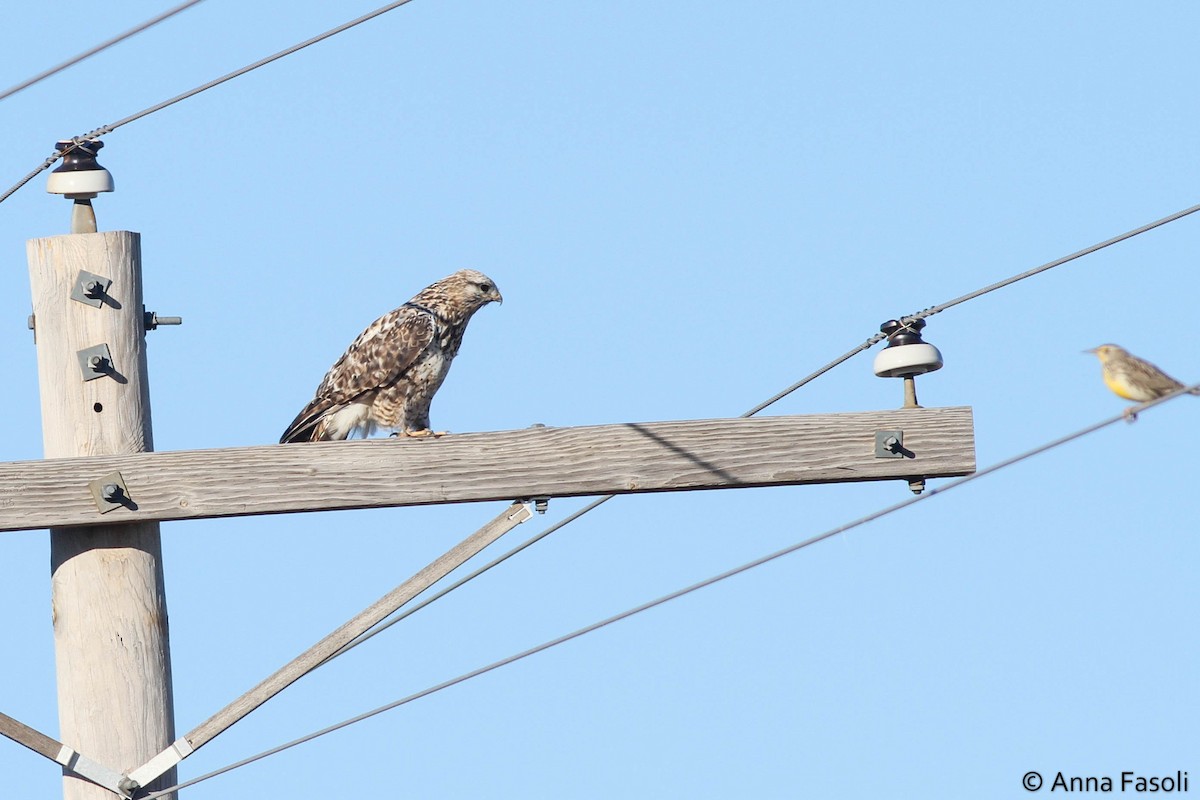 Rough-legged Hawk - ML20925641