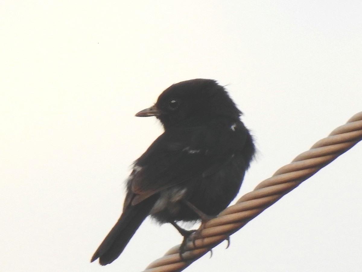 Pied Bushchat - ML209257301