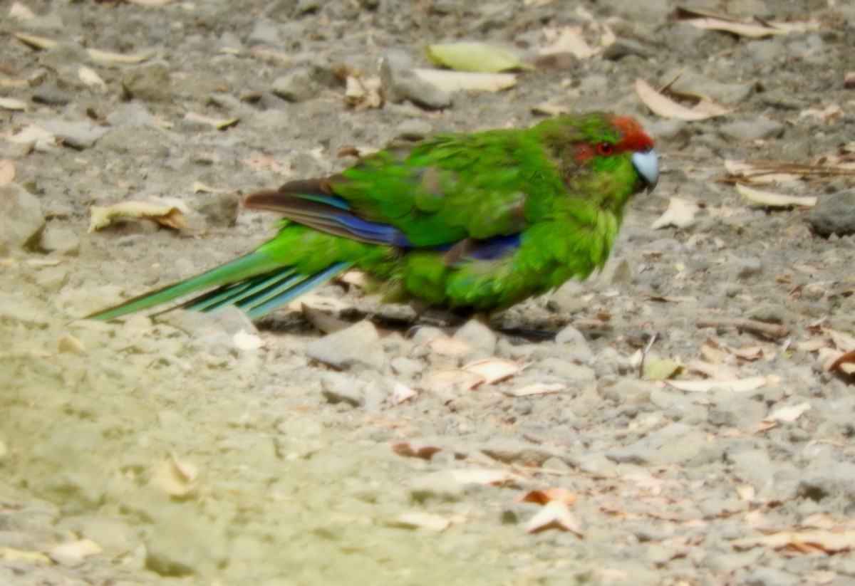 Red-crowned Parakeet - Gary Harbour