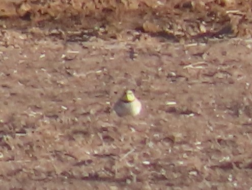 Horned Lark - Barry Langdon-Lassagne