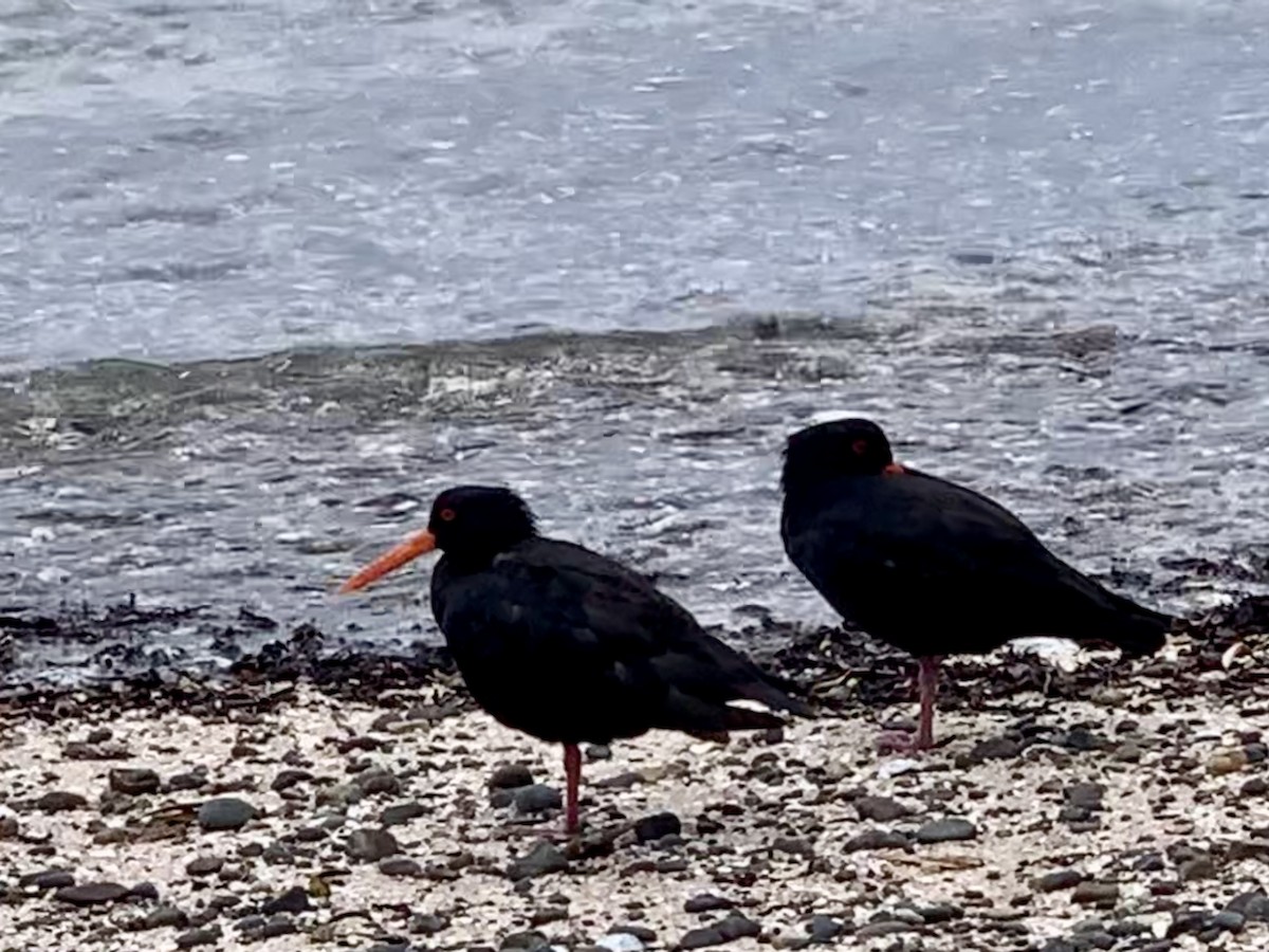 Variable Oystercatcher - Gary Harbour