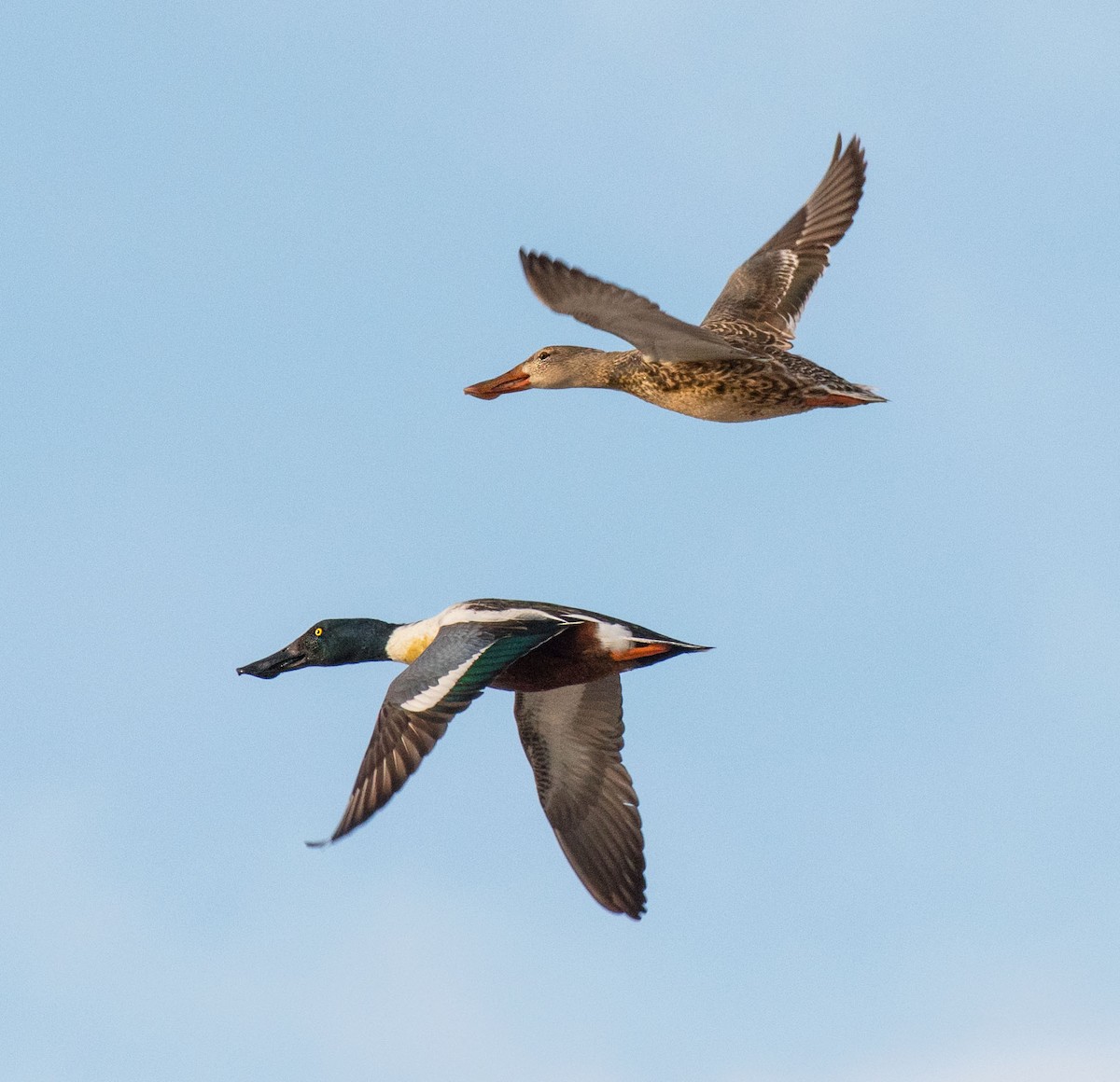 Northern Shoveler - Alison Davies