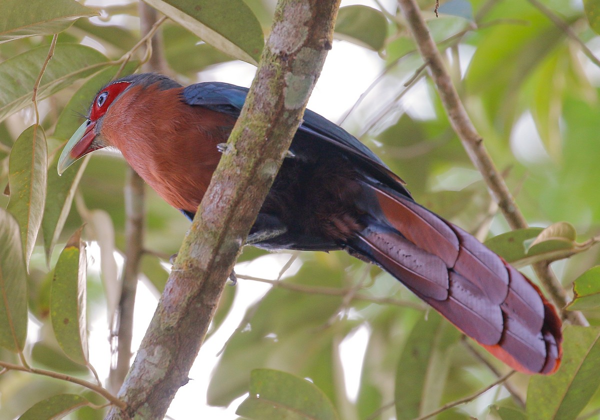 Chestnut-breasted Malkoha - ML209261171